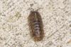 Armadillidium vulgare